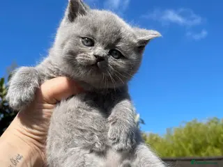 British Shorthair cats British blues shorthair - Advert 1