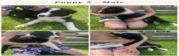Border Collie dogs for sale: Border Collie Puppies  - Advert 4