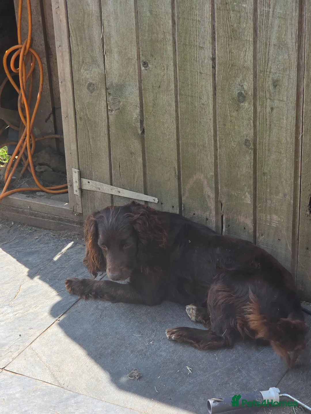 Cocker Spaniel dogs for sale: Cockerspaniel Puppies - Advert 1