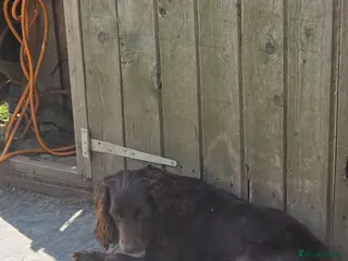 Cocker Spaniel dogs Cockerspaniel Puppies - Advert 10