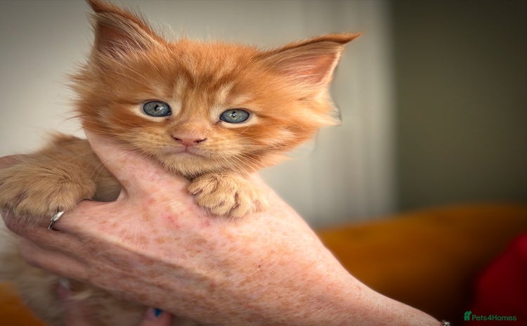 Maine Coon cats - Advert 2