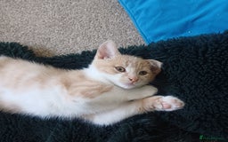 Mixed Breed cats for sale: White and beige kitten - Image 5