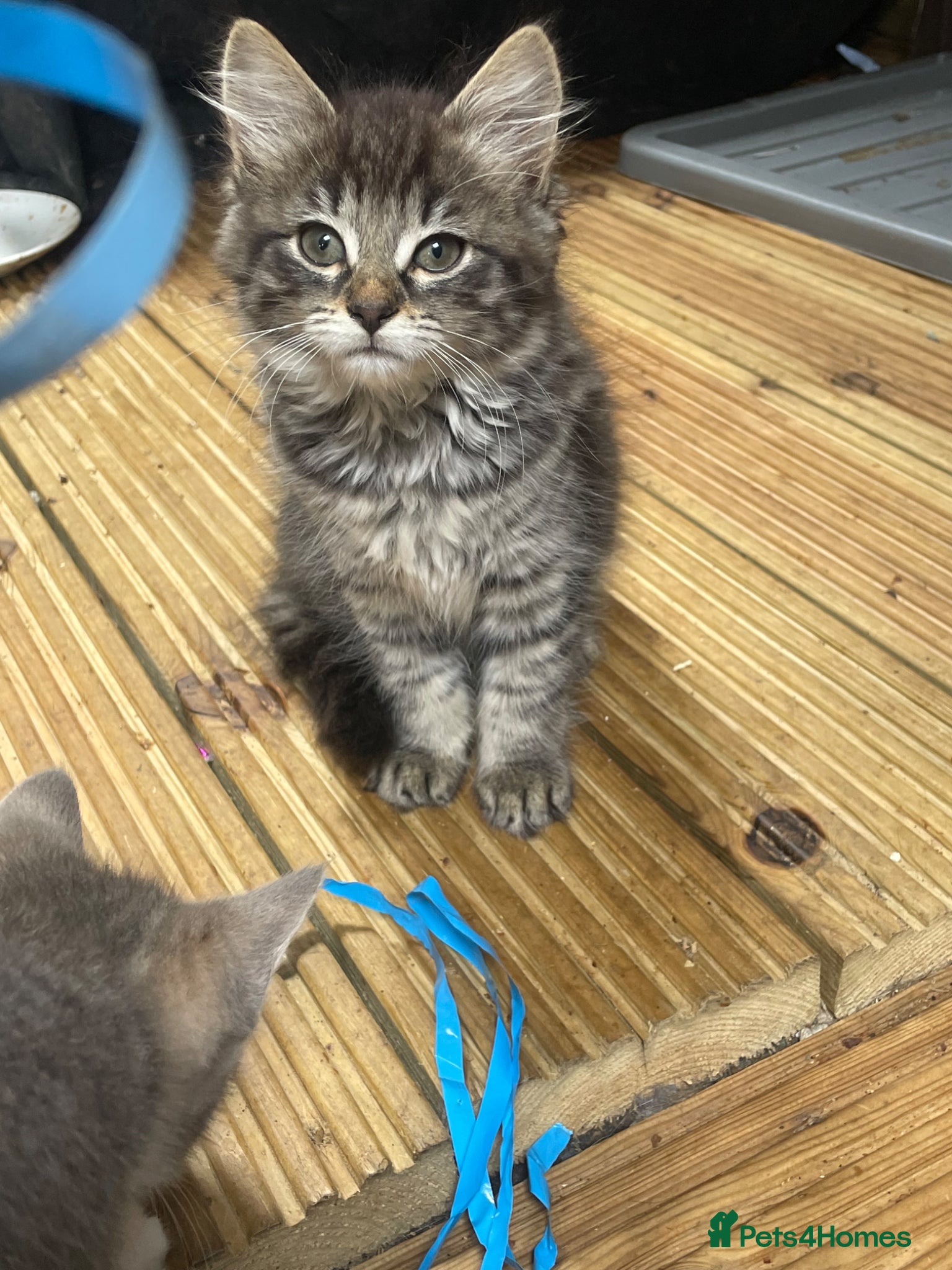 Mixed Breed cats Fluffy babies - Advert 5
