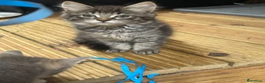 Mixed Breed Kitten 1