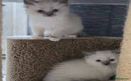 Ragdoll cats for sale: 3 beautiful girls left - Image 7