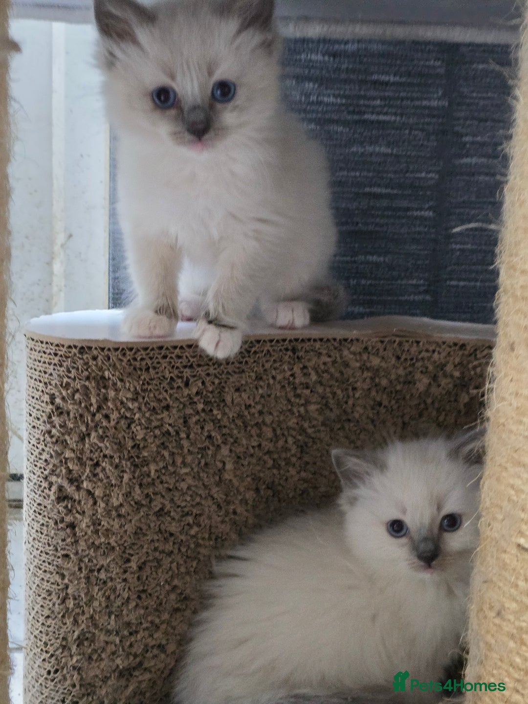 Ragdoll cats for sale: 3 beautiful girls left - Image 7