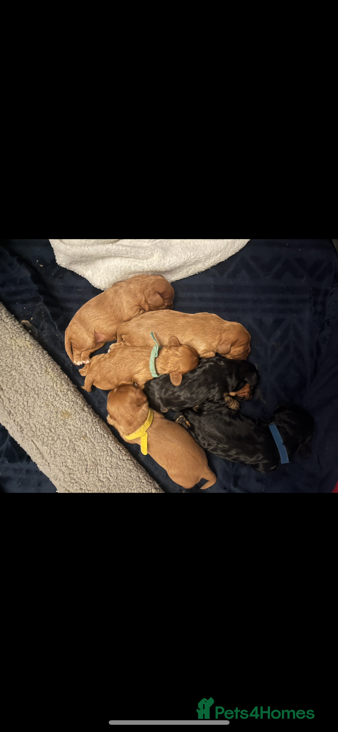 Cavalier King Charles Spaniel dogs for sale: 5 beautiful Cavalier King Charles puppies - Advert 2