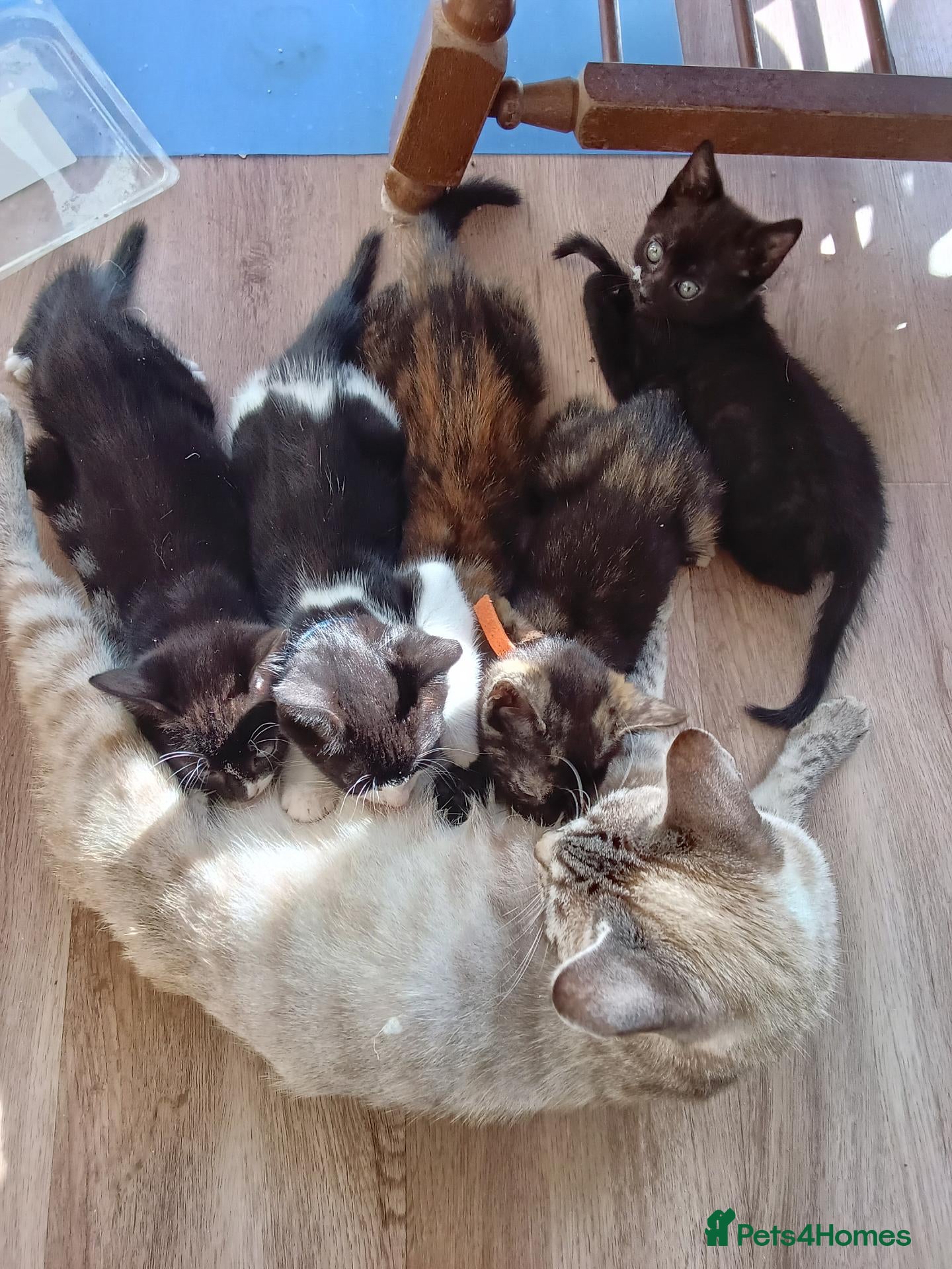 Mixed Breed cats House kittens  - Advert 1
