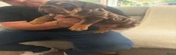 English Bulldog dogs for sale: !! Ready to leave Friday English Bulldog puppy’s ! - Advert 35