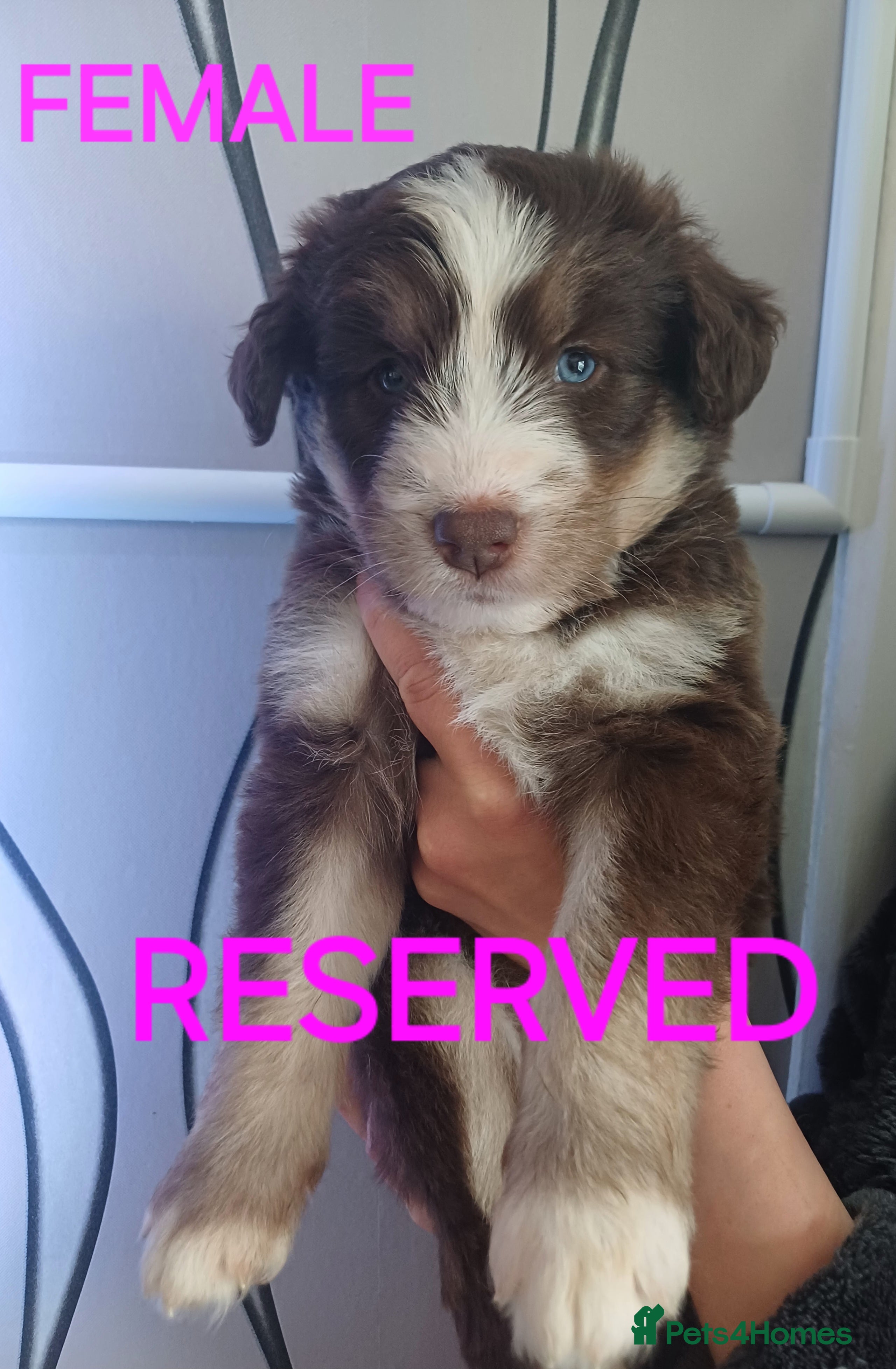 Mixed Breed dogs for sale: **STUNNING HUSKYDOODLES**LAST 1 READY TO LEAVE  - Advert 8