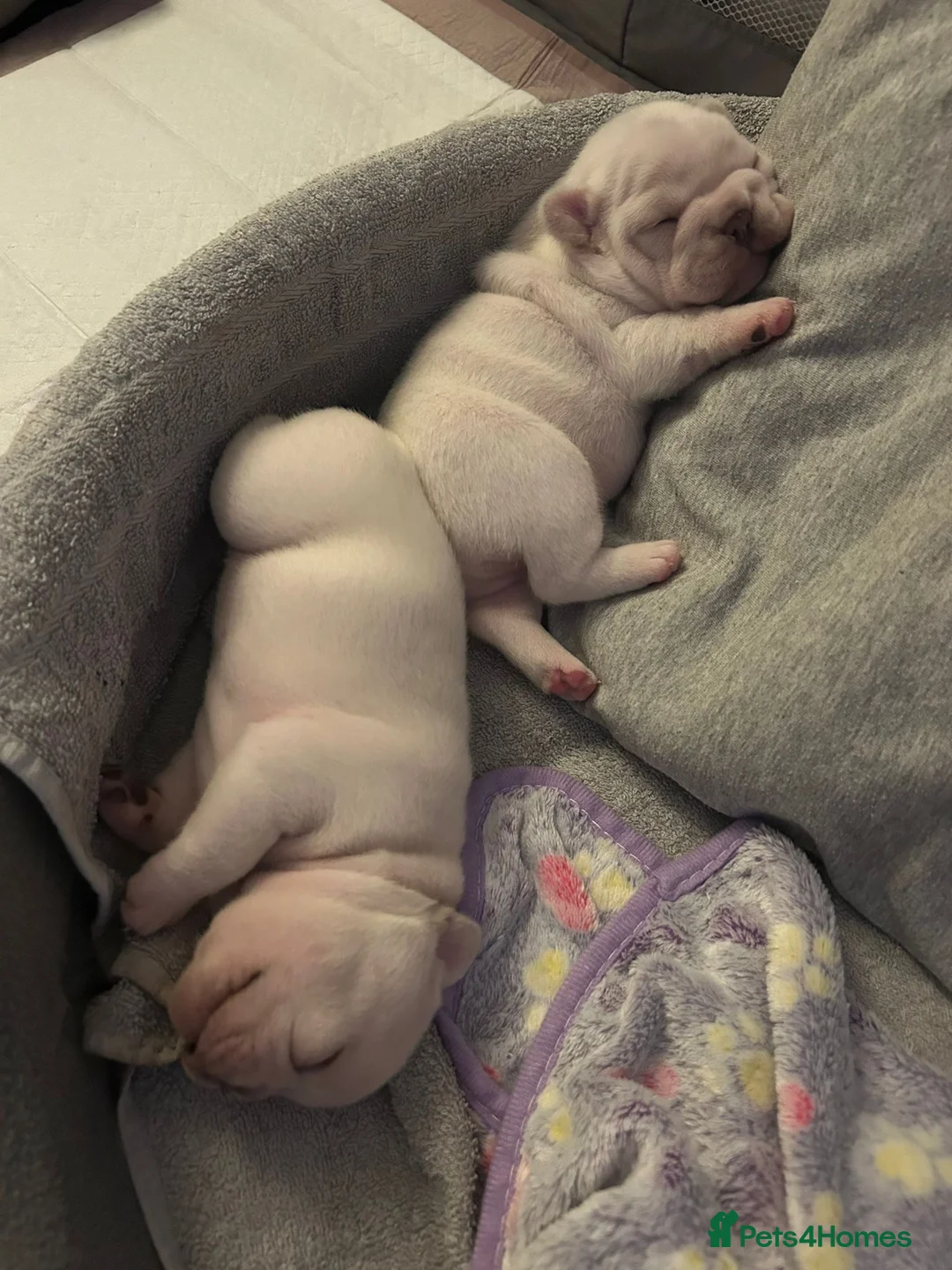 French Bulldog dogs for stud: 🌟🔥LILAC PLATINUM KC REG FRENCH BULLDOG STUD🔥🌟 in Uxbridge - Advert 37