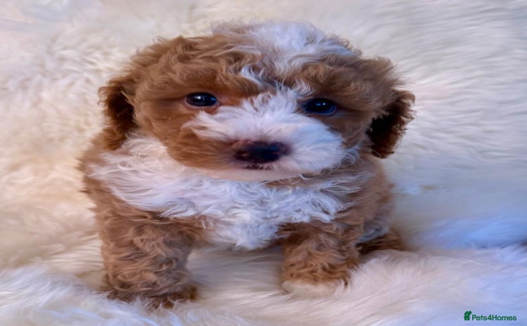 Maltipoo dogs - Advert 1