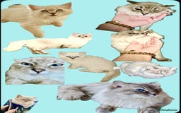 Ragdoll cats for sale: Lovely Ragdoll looking for lovely family - Advert 25