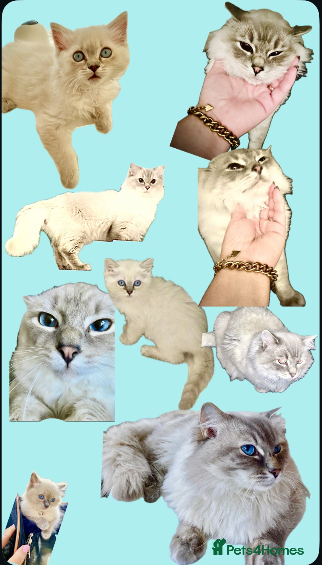 Ragdoll cats for sale: Lovely Ragdoll looking for lovely family - Advert 25