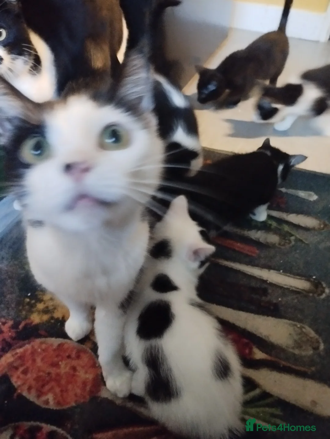 Mixed Breed cats for sale: Kittens  - Advert 2