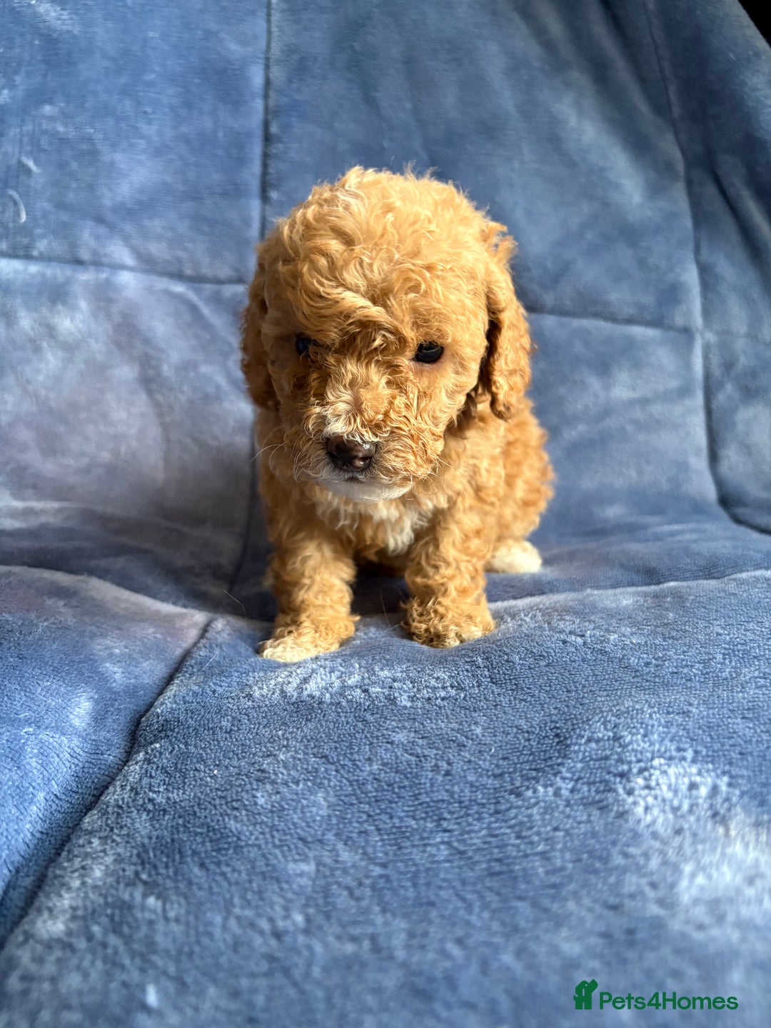 Cavapoo dogs for sale: Gorgeous cavapoo puppys - Image 11