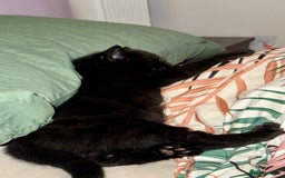 Russian Blue cats for sale: Last Russian Cross Kitten For Sale  - Image 4