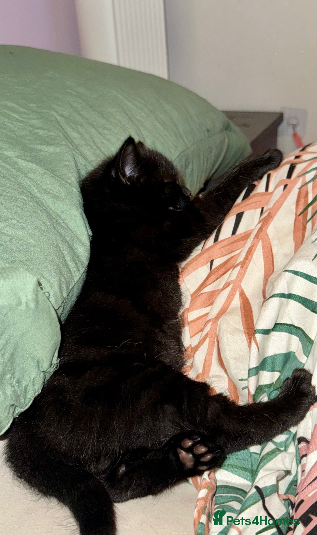 Russian Blue cats for sale: Last Russian Cross Kitten For Sale  - Image 4