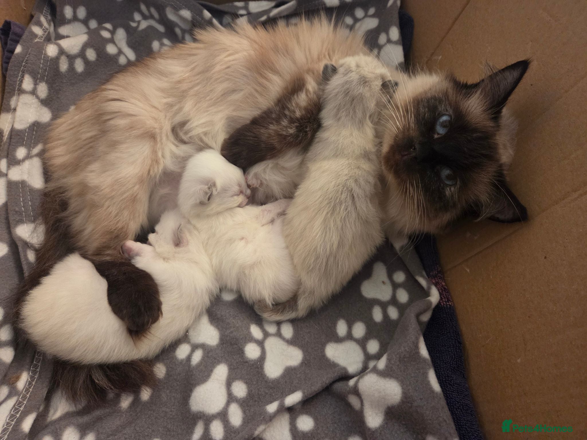 Ragdoll cats 🏆GCCF REG. EXTENSIVELY TESTED RAGDOLL KITTENS🌟 - Advert 2