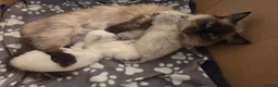 Ragdoll cats for sale: 🏆GCCF REG. EXTENSIVELY TESTED RAGDOLL KITTENS🌟 - Advert 10