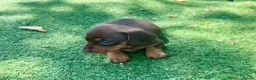 Miniature Dachshund dogs for sale: Miniature dachshund puppies  - Advert 2