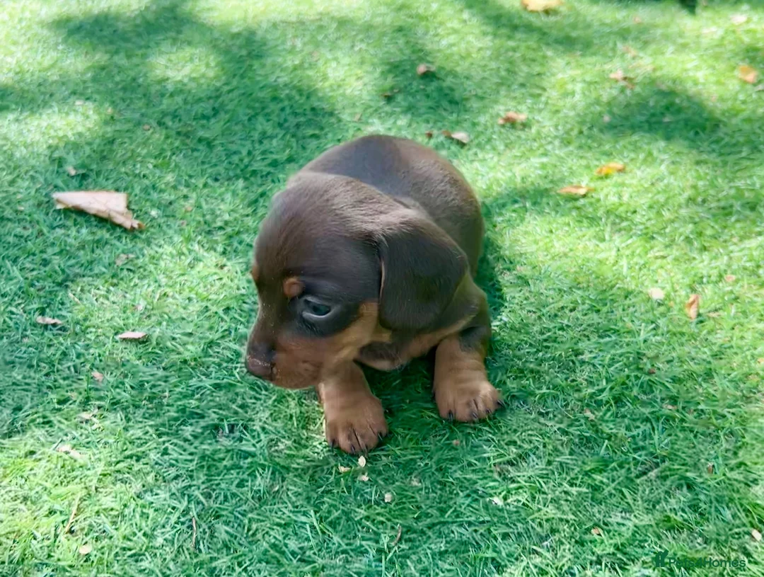 Miniature Dachshund dogs for sale: Miniature dachshund puppies  - Advert 2