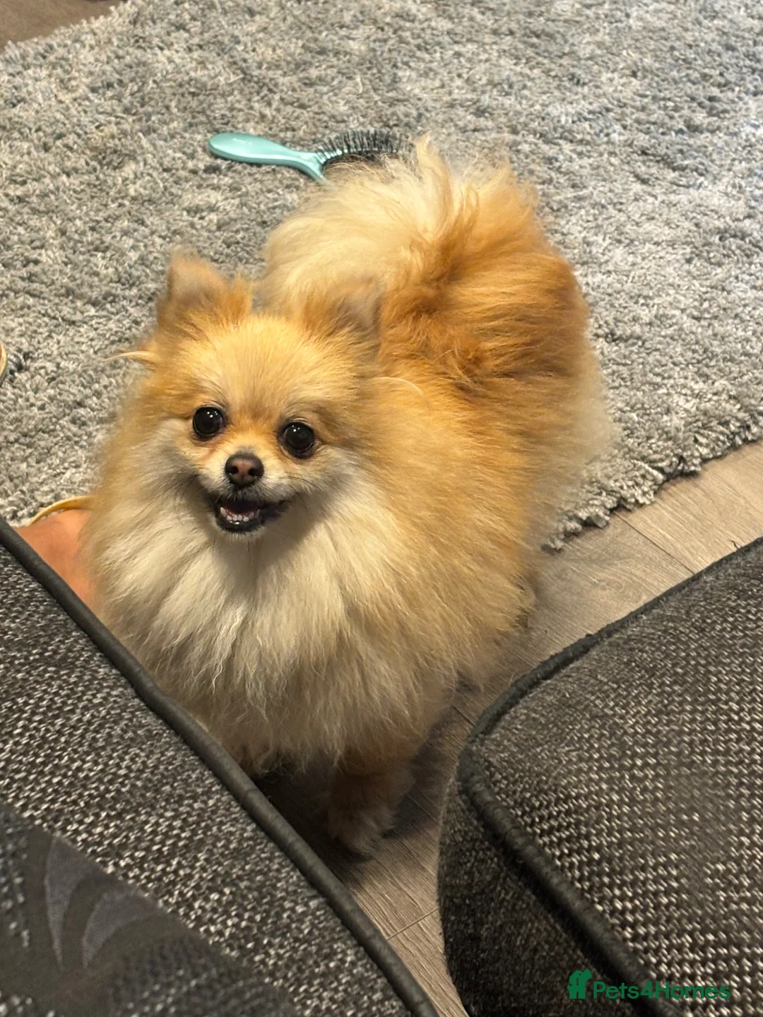 Pomeranian dogs for sale: Pomeranian puppy’s  - Advert 2