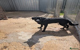Labrador Retriever dogs for sale: Kobi lab x Alsatian  - Image 2