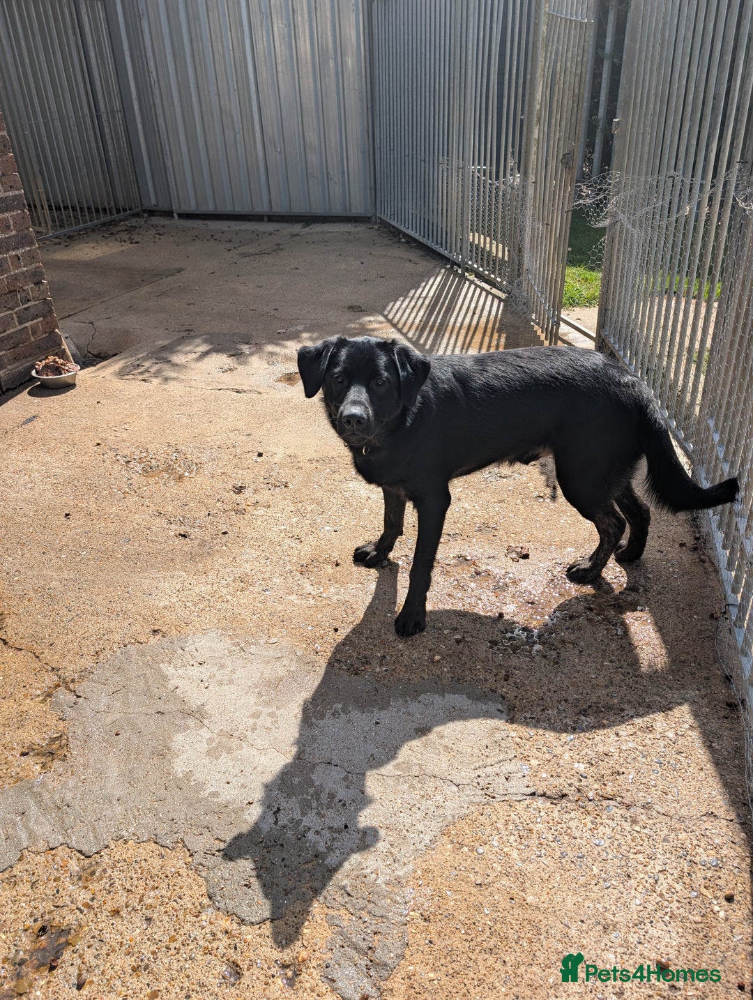 Labrador Retriever dogs for sale: Kobi lab x Alsatian  - Image 2