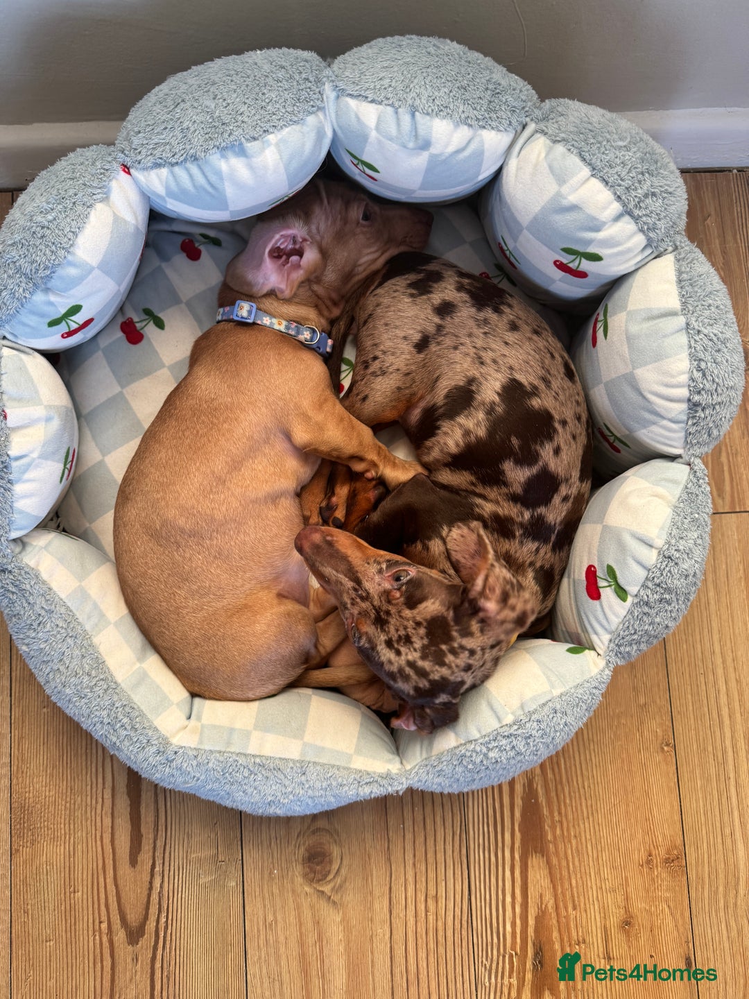 Miniature Dachshund dogs for sale: Maple and Poppy miniature Dachshund  - Advert 2