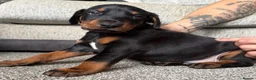 Dobermann dogs for sale: 3 male puppy Dobermanns for sale  - Advert 3