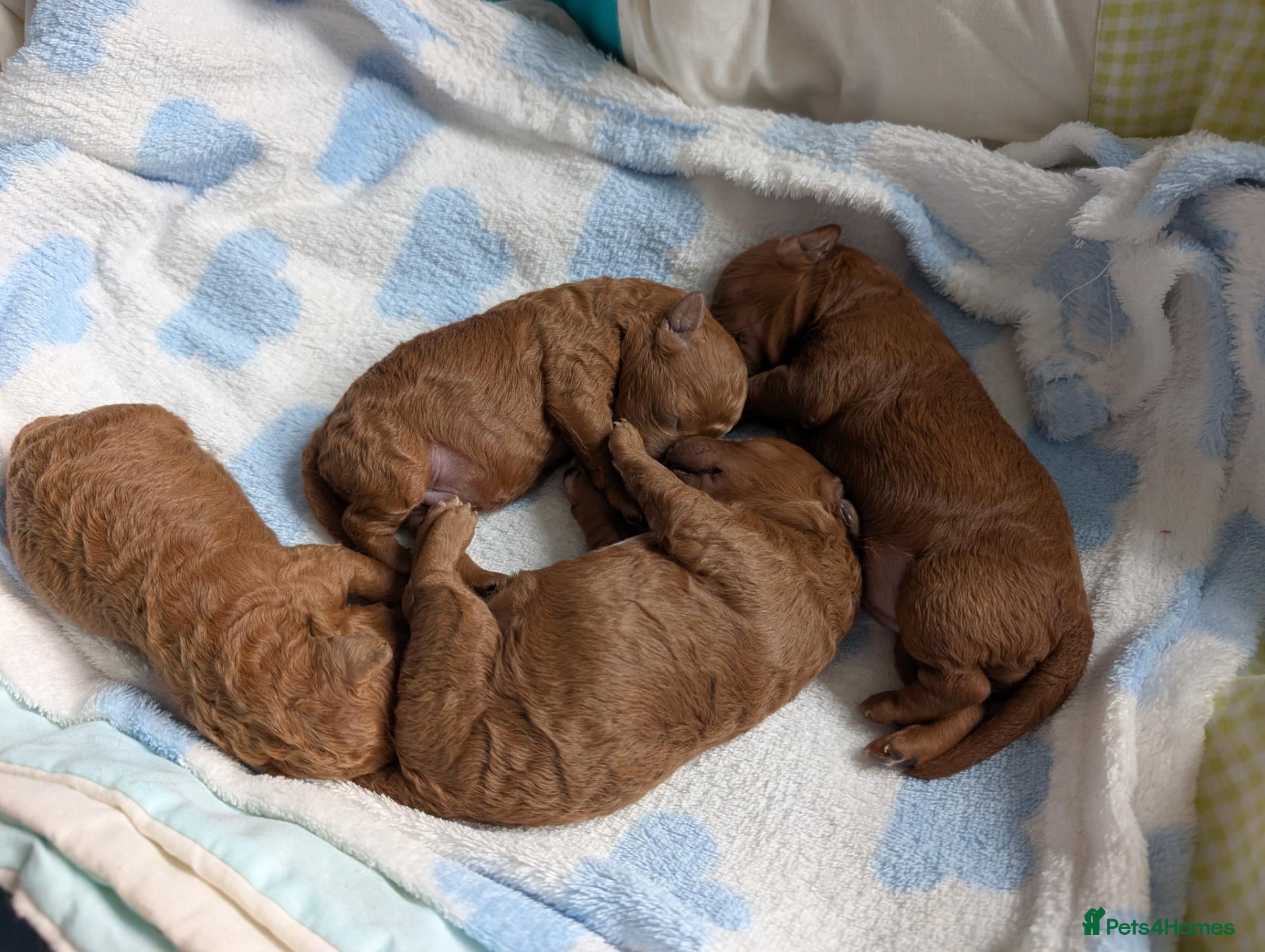 Cavapoo dogs F1B Deep Fox Red High Quality DNA Clear Puppies  - Advert 2