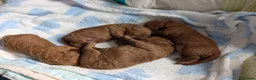 Cavapoo dogs for sale: F1B Deep Fox Red High Quality DNA Clear Puppies  - Advert 2