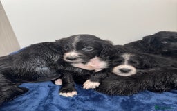 Cockapoo dogs for sale: Beautiful Cockapoo puppies!  - Image 2