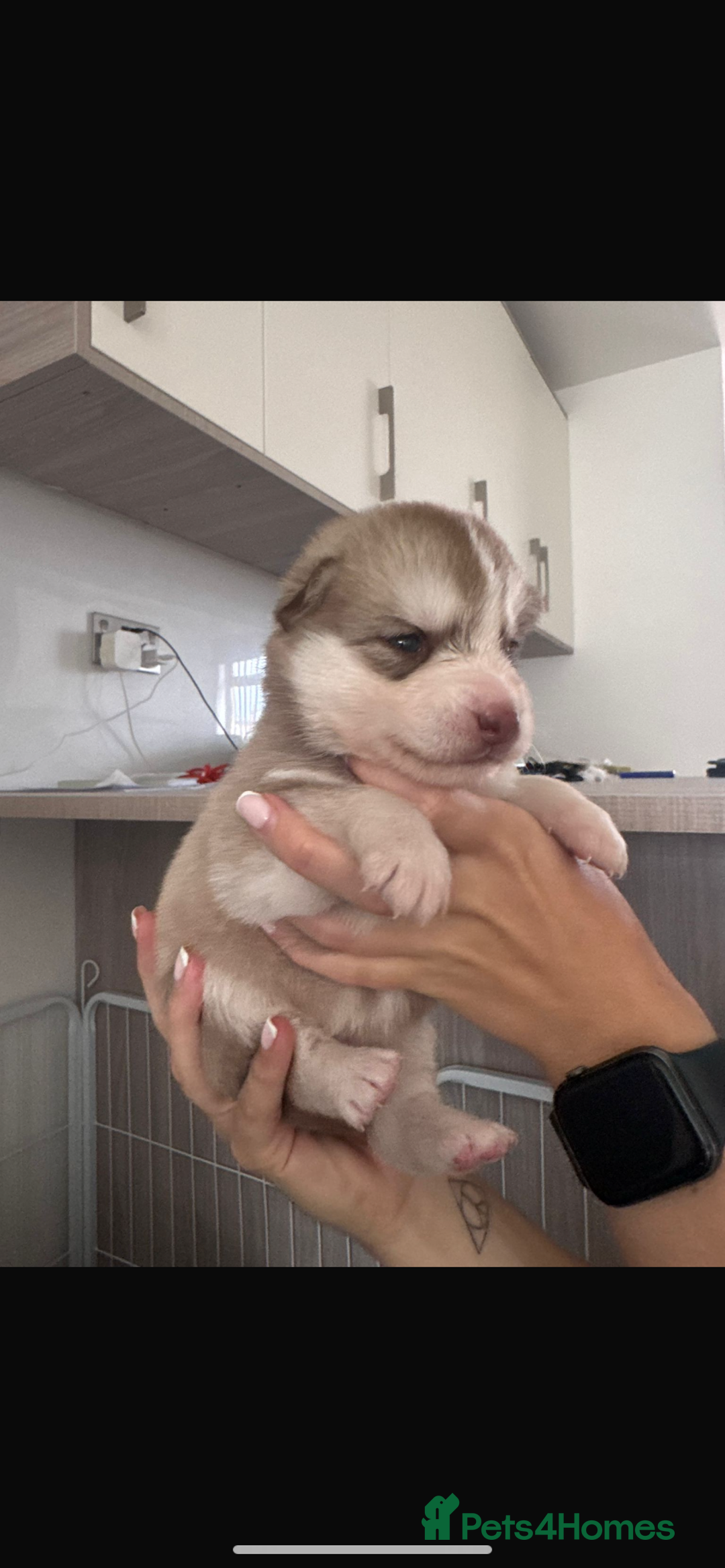 Pomsky dogs for stud: STORM🐾🐺 Champion F2 pomsky for stud  - Image 15