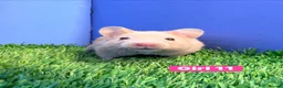 Hamster rodents for sale: Syrian Hamster Babiy Males Females Boy Girl - Advert 5