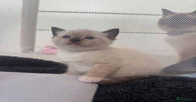 Ragdoll cats - Advert 3