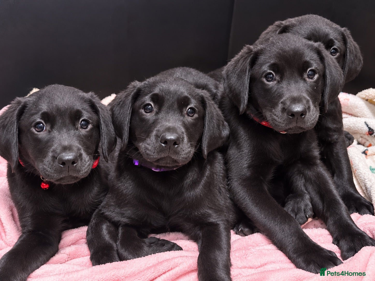 Labrador Retriever dogs Stunning Black Labrador Puppies 0/0 Hips - Advert 2