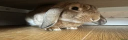 English Lop rabbits for sale: Lovely male lop in Cardiff - Advert 1