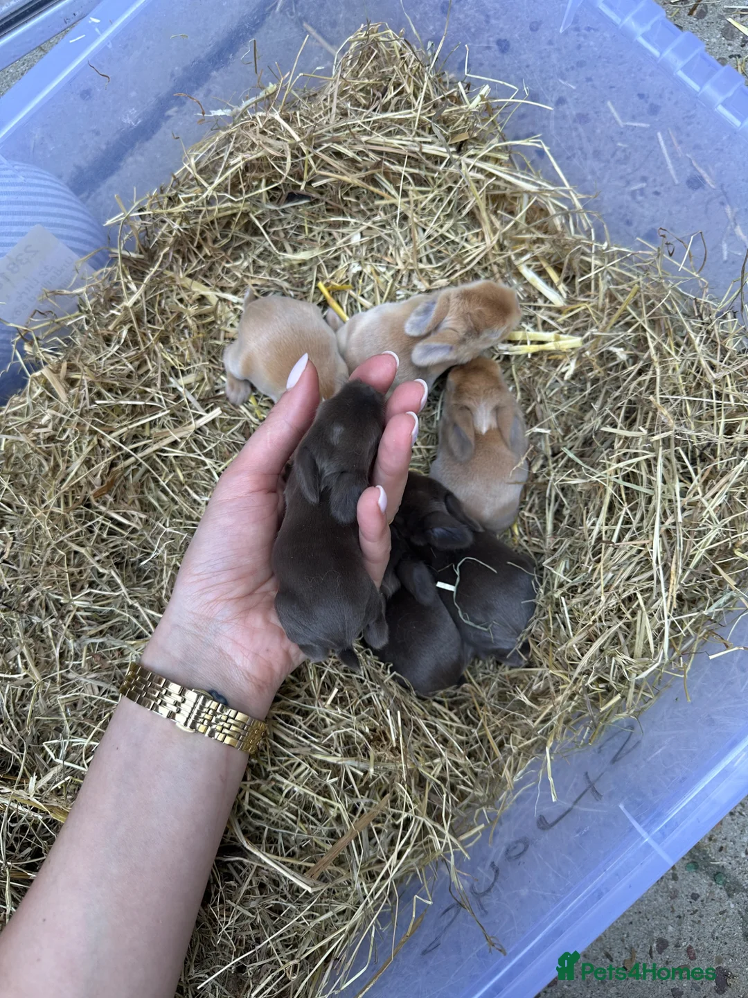 Mini Lop rabbits for sale: Mini Lops for sale chocolate & beige  - Advert 2