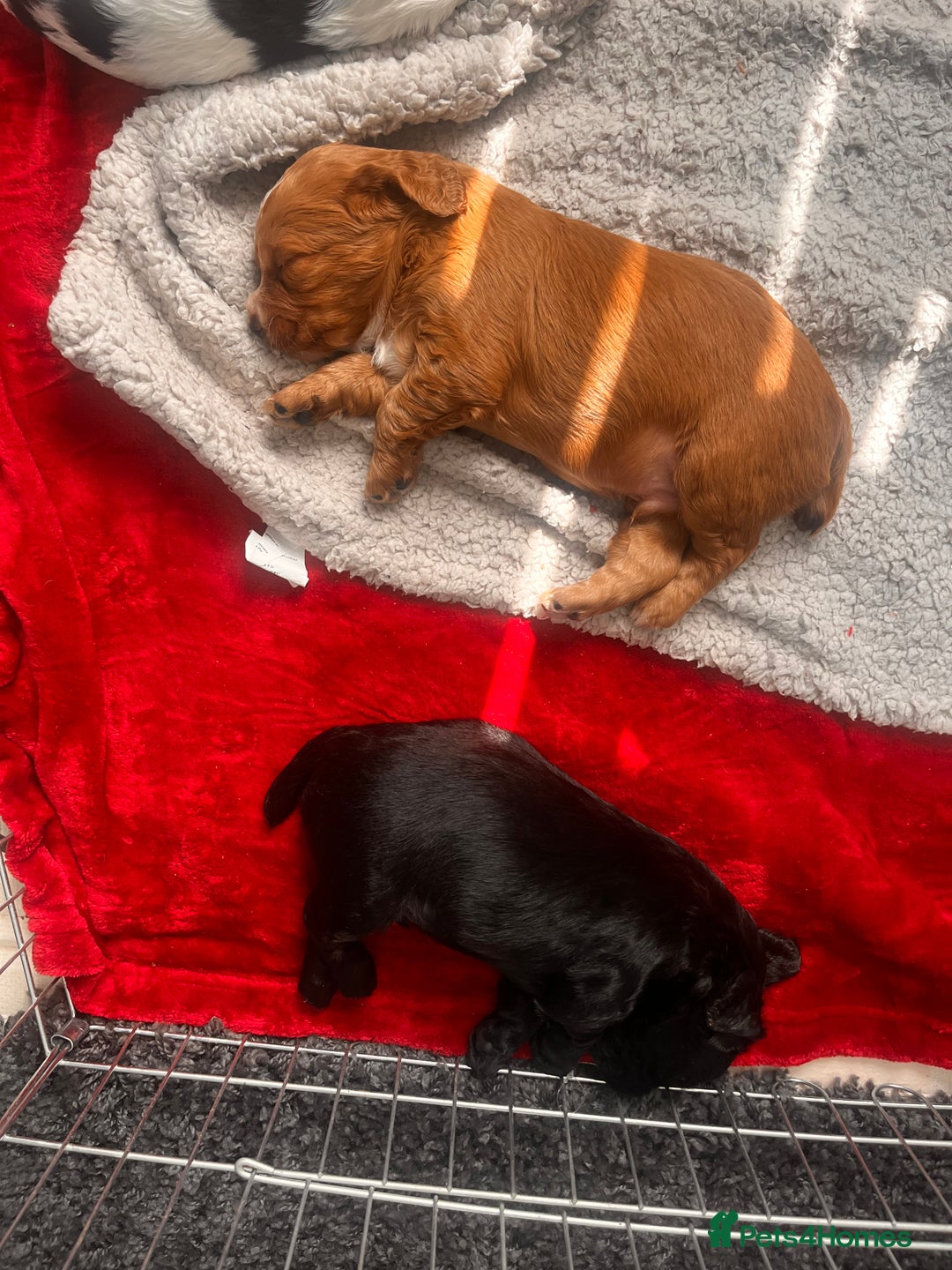 Cocker Spaniel dogs for sale: Working Cocker Spaniel Puppies - Image 14