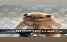 Pomeranian dogs for sale: 3 stunning girls  - Image 3