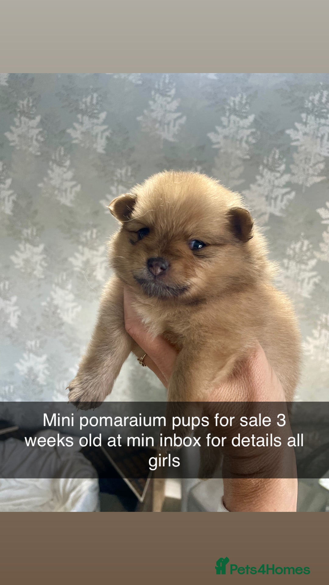Pomeranian dogs for sale: 3 stunning girls  - Image 3