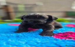 Russian Black Terrier dogs for sale: Russian Black Terrier  - Image 16