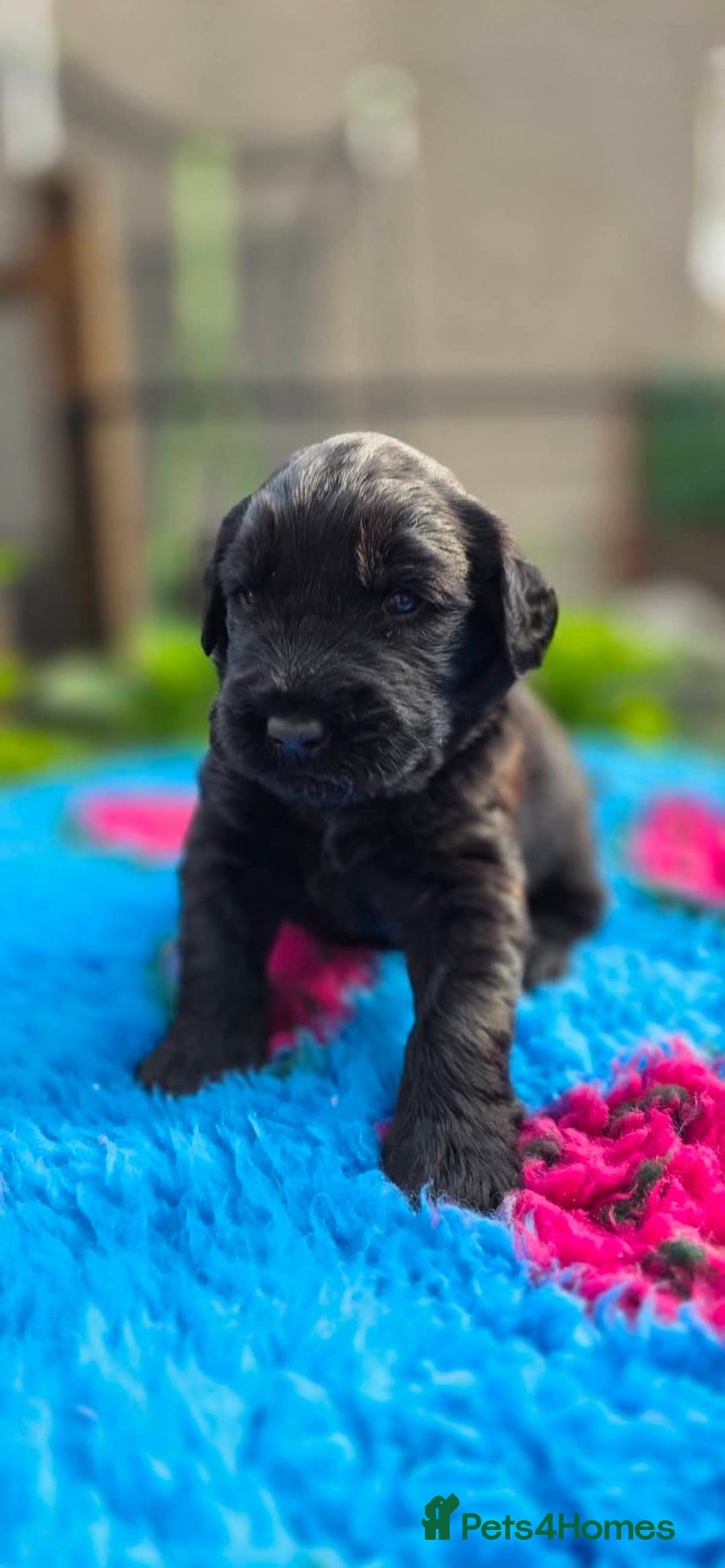 Russian Black Terrier dogs for sale: Russian Black Terrier  - Image 16