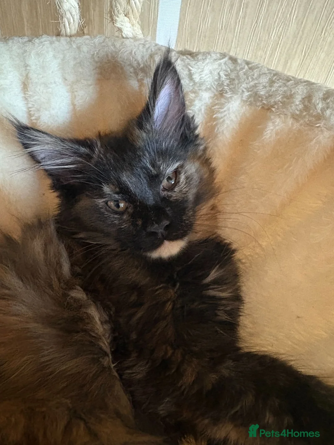 Maine Coon cats for sale: Fluffy Maine Coon Kittens - Advert 2
