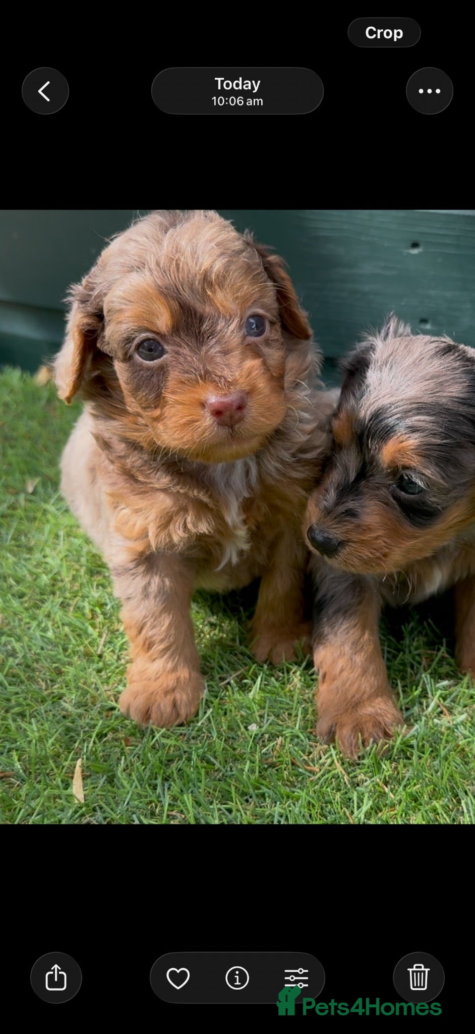 Cockapoo dogs Stunning Toy Cockapoo pups - Advert 2