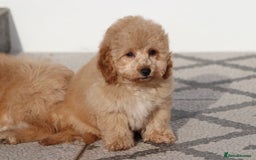 Cavapoo dogs for sale: F1 Cavapoo puppies for sale FULLY VACCINATED - Advert 22