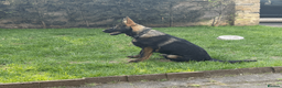 German Shepherd dogs for sale: German Shepherd Puppies Exceptional Bloodlines - Advert 2