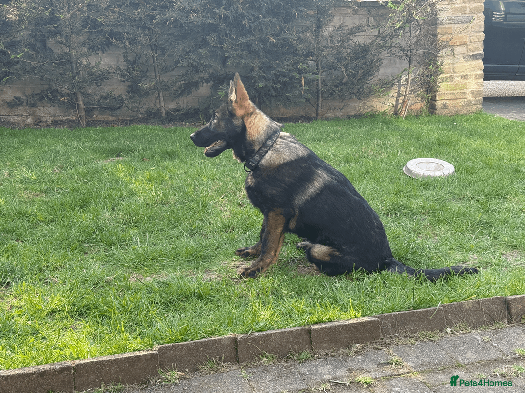 German Shepherd dogs for sale: German Shepherd Puppies Exceptional Bloodlines - Advert 2